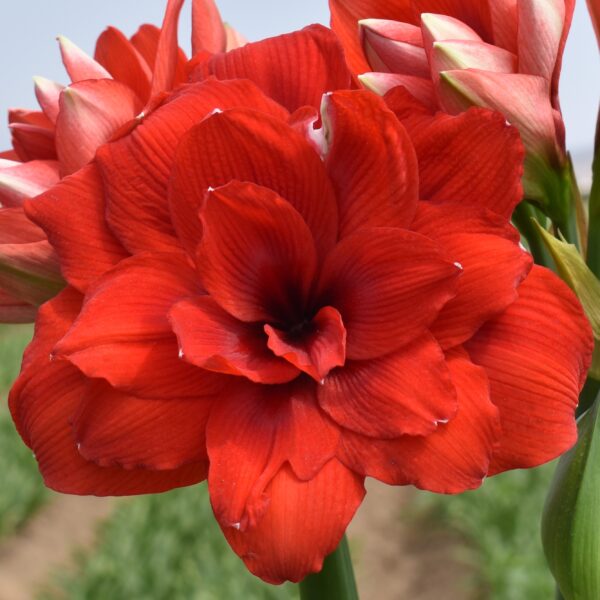 Close-up of a vibrant red amaryllis flower in full bloom, displaying layered petals with a soft, velvety texture. The background is a blurred garden setting, with hints of green foliage and a clear blue sky.