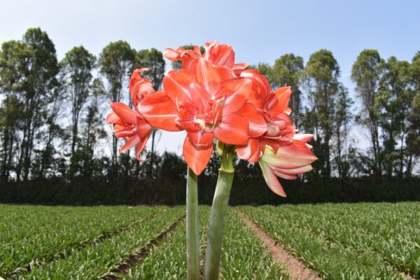 Close-up of vibrant orange amaryllis flowers in full bloom, set against a backdrop of tall green trees and a lush field under a clear blue sky.