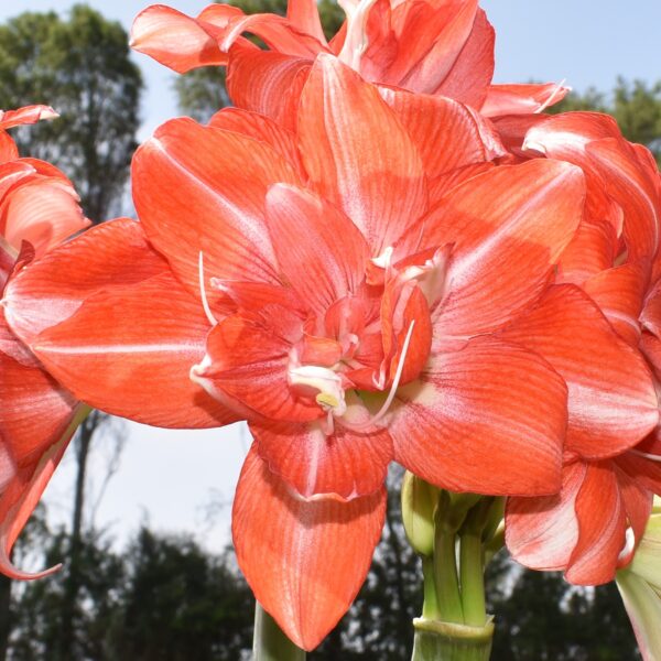 Close-up of vibrant orange and white amaryllis flowers in bloom, with several petals and delicate stamens visible. The background shows a clear blue sky and blurry foliage.