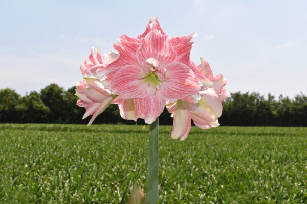 Close-up of a Tika Fantasy Amaryllis - Bare Bulb flower in full bloom, set against a background of lush green grass and a clear blue sky.