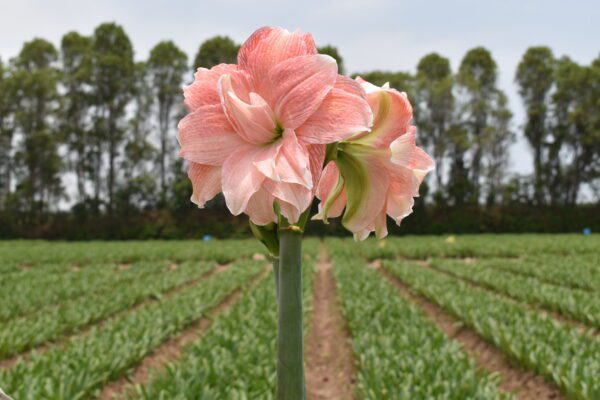 A Tika Glory - Bare Bulb stands proudly, its pink bloom contrasting against the orderly rows of green plants. Tall trees line the edge of the field in the background, under a pale blue sky.