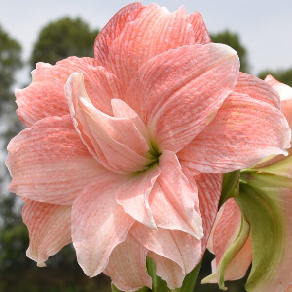 Close-up of a pink double amaryllis flower in full bloom. It features multiple layered petals with delicate pink and white stripes. The background includes blurred greenery and trees.