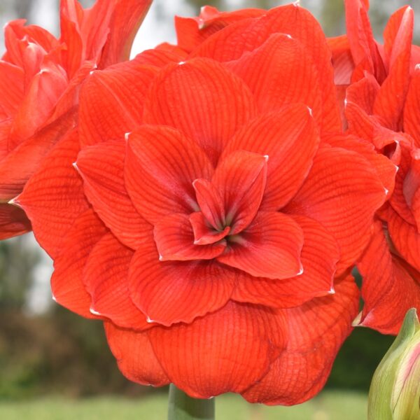 Close-up of a vibrant red amaryllis flower in full bloom. The petals are layered and detailed, with a slight sheen, set against a blurred green and brown background.