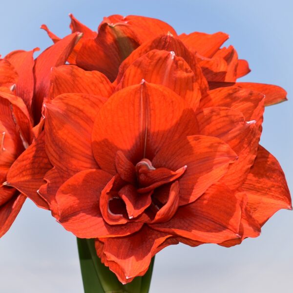 A vibrant red amaryllis flower in full bloom against a light blue background. The petals are layered and slightly ruffled, showcasing deep red hues and subtle veins, with a cluster of similar flowers partially visible in the background.