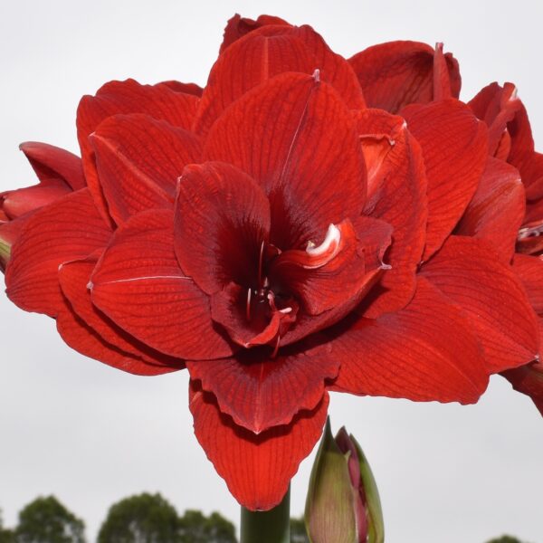 A vibrant red amaryllis flower in full bloom, displaying multiple layered petals. The background is a cloudy sky with hints of greenery at the bottom.