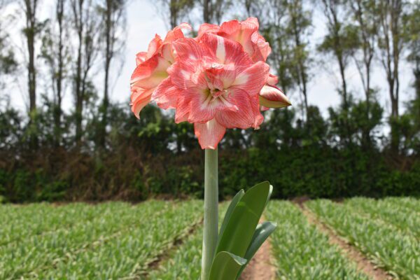 A single peach and white amaryllis flower in full bloom stands tall against a field of greenery, with trees and a cloudy sky in the background.