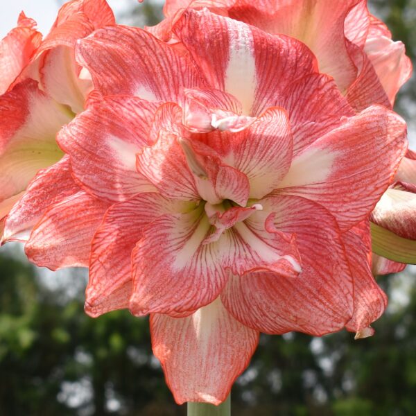 Close-up of a vibrant amaryllis flower with large, pink and white petals displaying intricate vein patterns. The background is softly blurred with hints of green foliage.