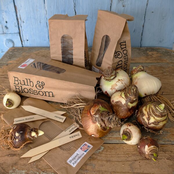 Bags of amaryllis flower bulbs labeled "Bulb & Blossom" are arranged on a rustic wooden table. Open bags and scattered bulbs reveal labels like "Lemon Sorbet" and "Striped Amadeus" set against a weathered blue background that completes the scene.