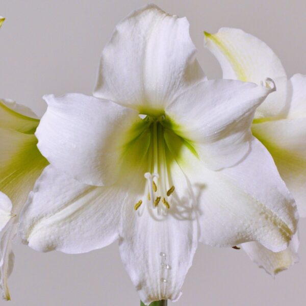 Close-up of a Stella Marris Amaryllis showcasing its white, delicate petals and light green center. The prominent stamens and pistil are highlighted by subtle shading, set against a plain off-white background.