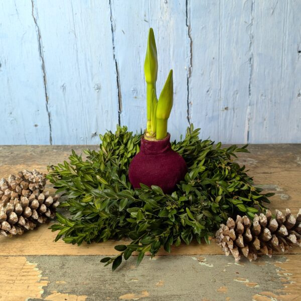 Boxwood Wreath with Velvet Amaryllis - Image 2