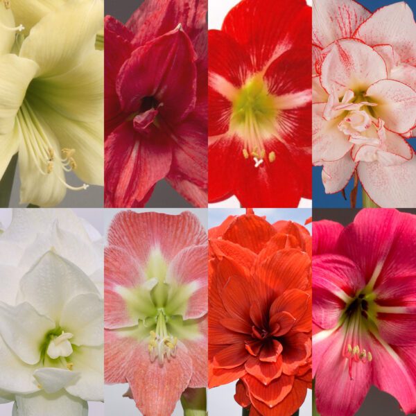 The Grab Bag of 8 Different Amaryllis offers a collage of blooms including pale yellow, deep red, bright red with white centers, white with red edges, pure white, coral with green centers, vibrant orange, and bright pink. Each square highlights each flower's unique details.