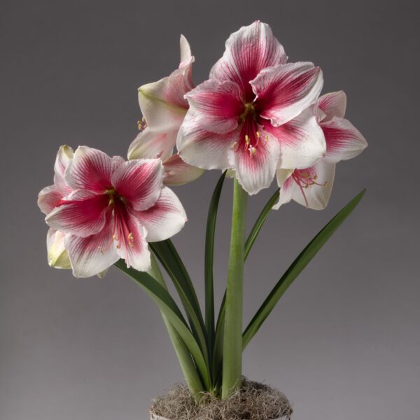The Pink Beauty Amaryllis features pink and white blooms with long green stems and leaves, emerging from a mossy base.