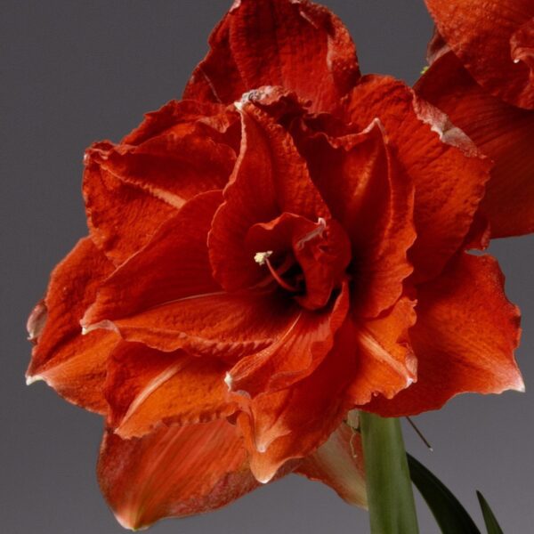 Ragtime Amaryllis