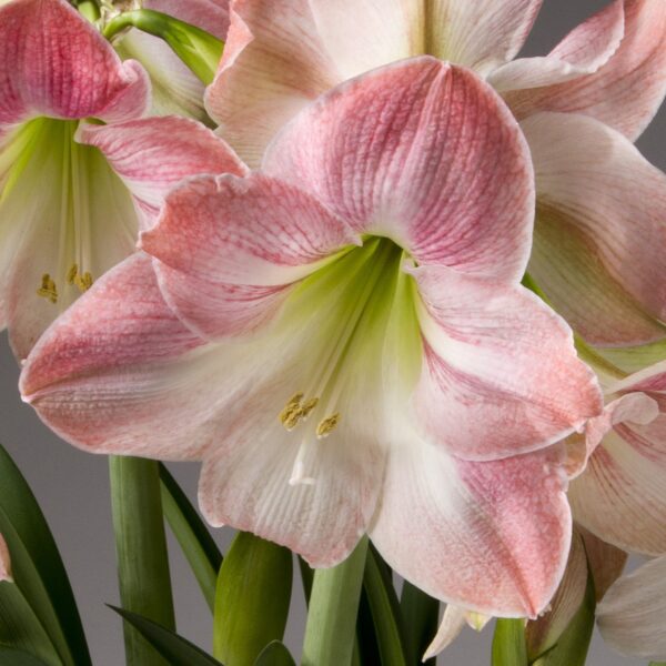 Apple Blossom Amaryllis