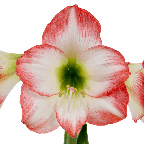 Jester Amaryllis