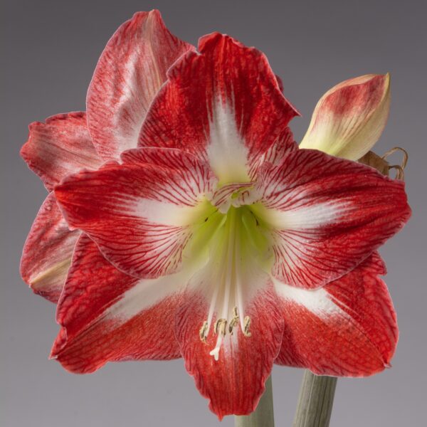 Minerva Amaryllis - Jumbo Bulb