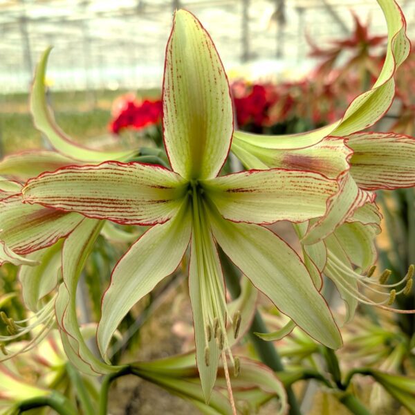 Emerald Amaryllis