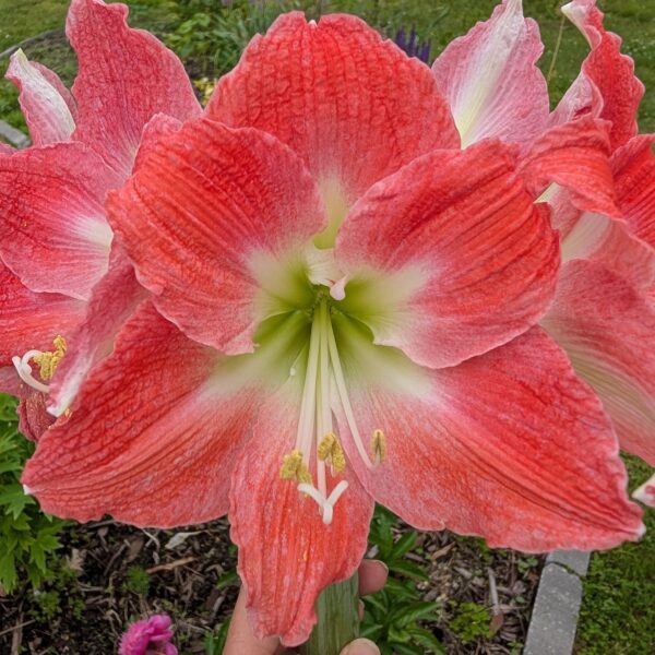 Andes Lady Amaryllis