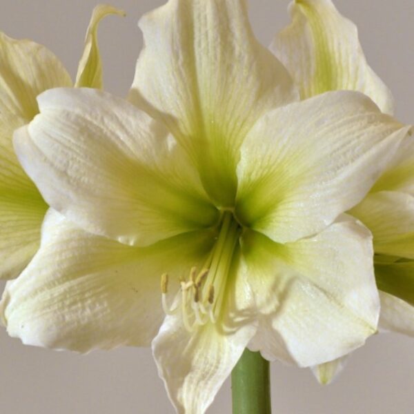 Athena Amaryllis