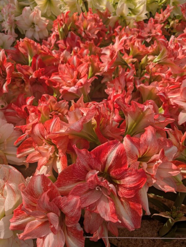 Balance Amaryllis - Image 4