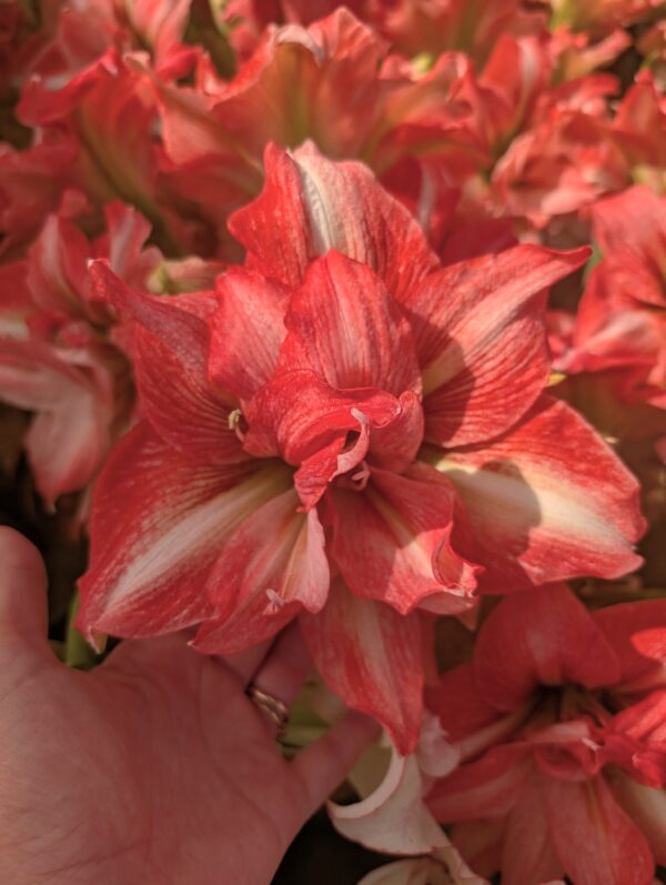 Balance Amaryllis - Image 5