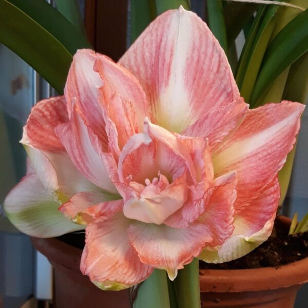 A close-up of the Beautiful Emotion Amaryllis in full bloom, its pink and white petals vibrant, growing in a brown pot with lush green leaves in the background.