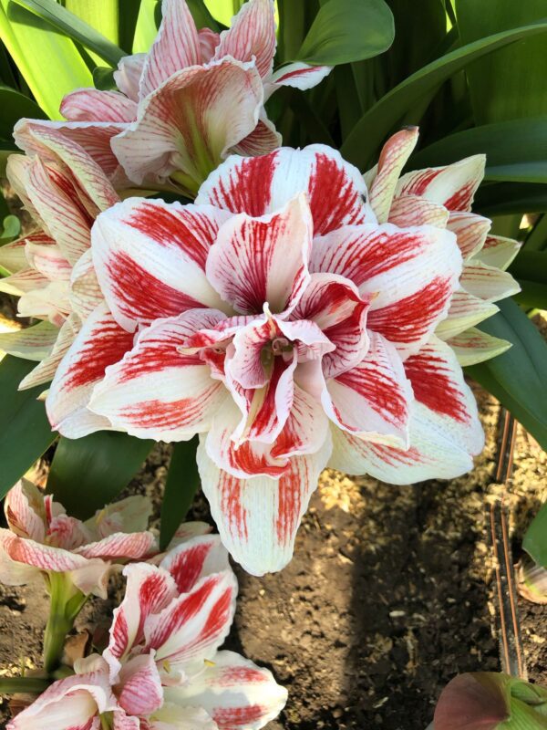 A close-up of the Bright Nymph Amaryllis shows its white petals with bold red stripes, surrounded by green leaves and soil in the background.