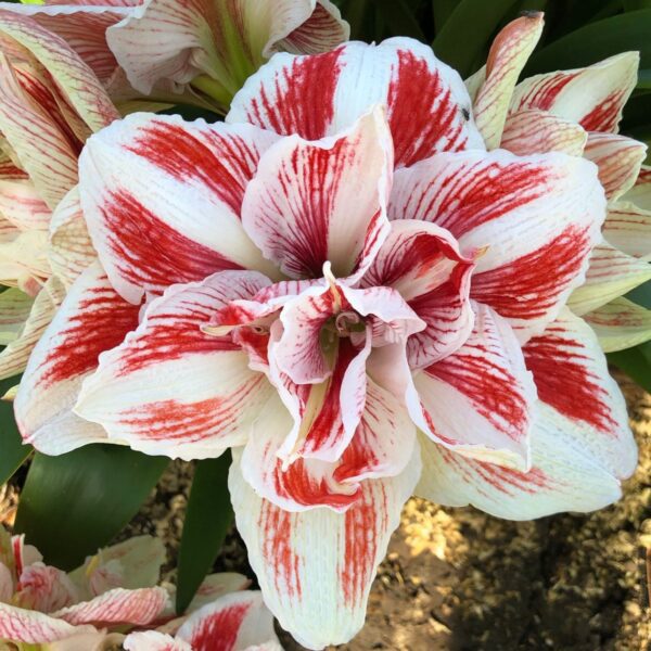 A close-up of the Bright Nymph Amaryllis features large, ruffled white petals with bold red streaks, highlighted against lush green leaves and rich soil in the background.