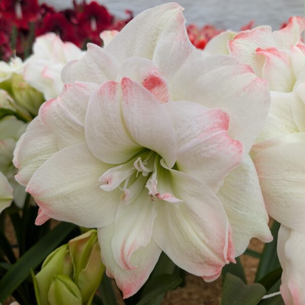 Candy Amadeus Amaryllis - Image 5
