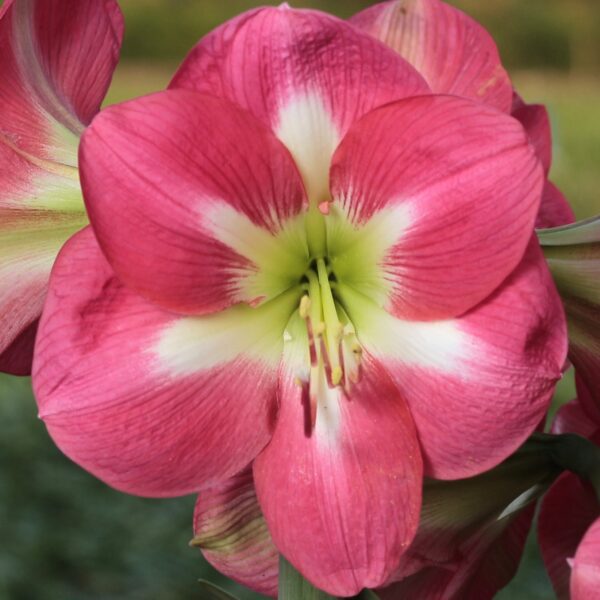 Cape Horn Amaryllis