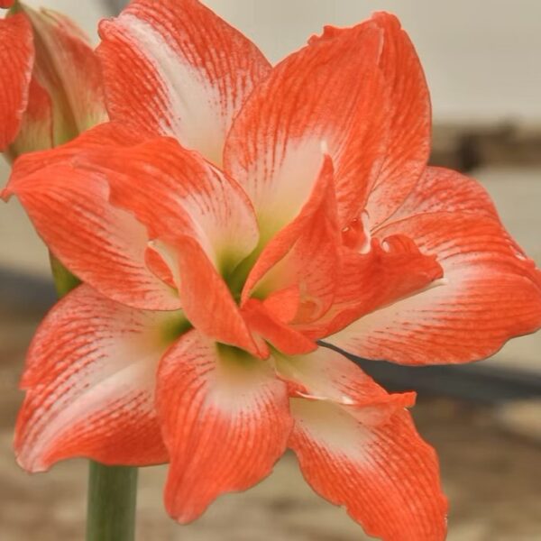 China Star Amaryllis