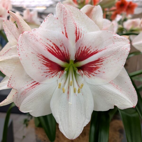Elsa Amaryllis