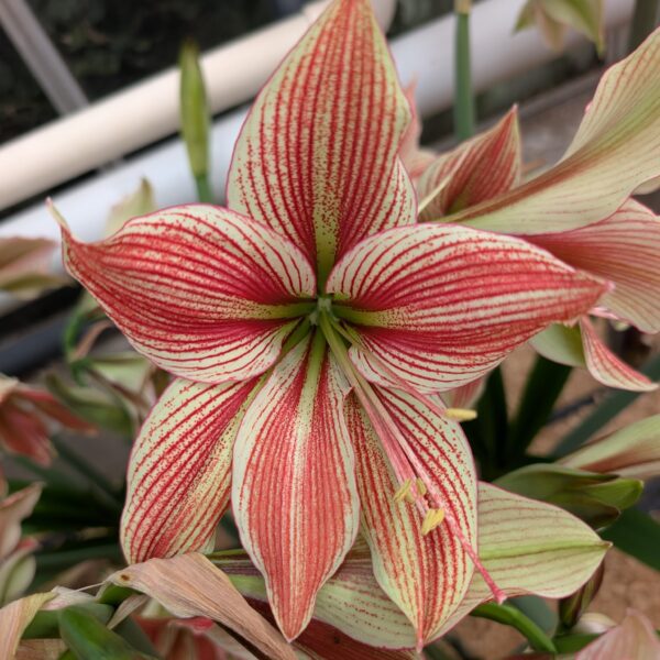 Exotic Star Amaryllis