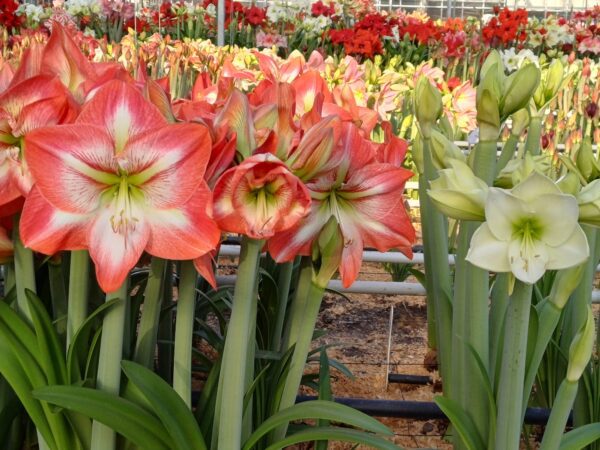 Giant Flame Dutch Amaryllis bulbs from Bulb & Blossom will produce multiple stems of exceptionally large single blooms in soft red with white and darker red striping radiating from the center.