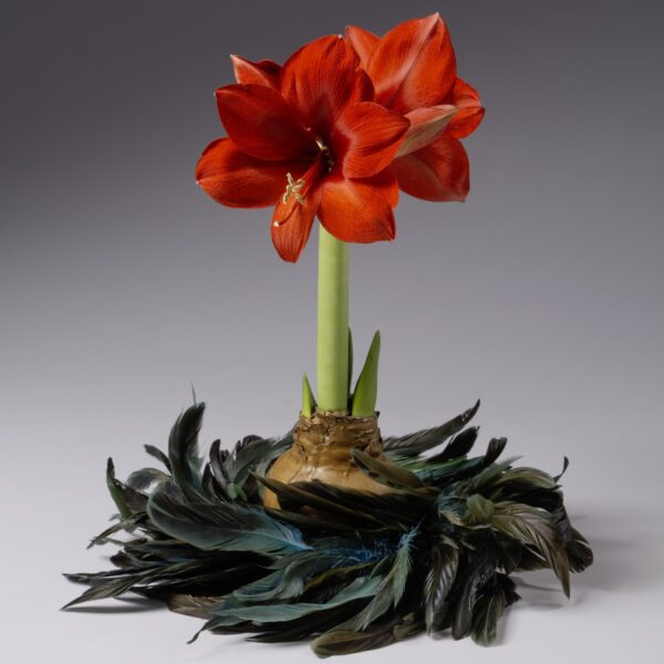 The Peacock Feather Waxed Amaryllis Wreath features a waxed amaryllis with a green stem and bulb at the center of a circle of glossy dark feathers, set against a neutral gray background.