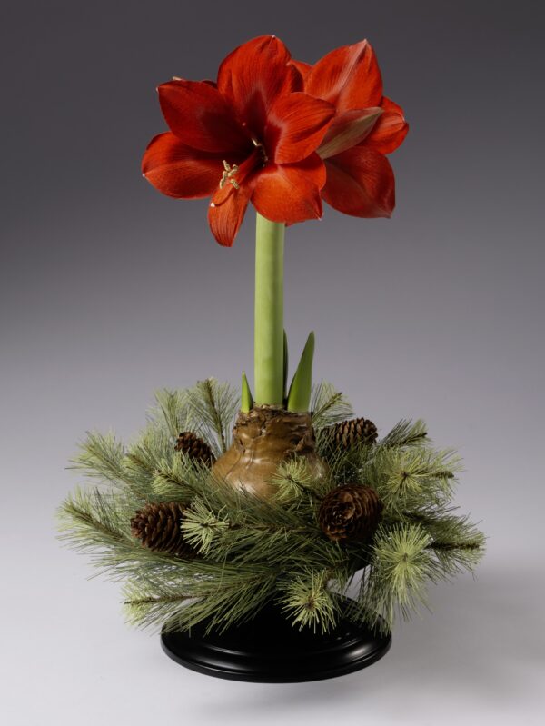 The Pinecone Evergreen Waxed Amaryllis Wreath features a red amaryllis with a tall green stem, pine branches, and pinecones arranged together against a plain gray background.