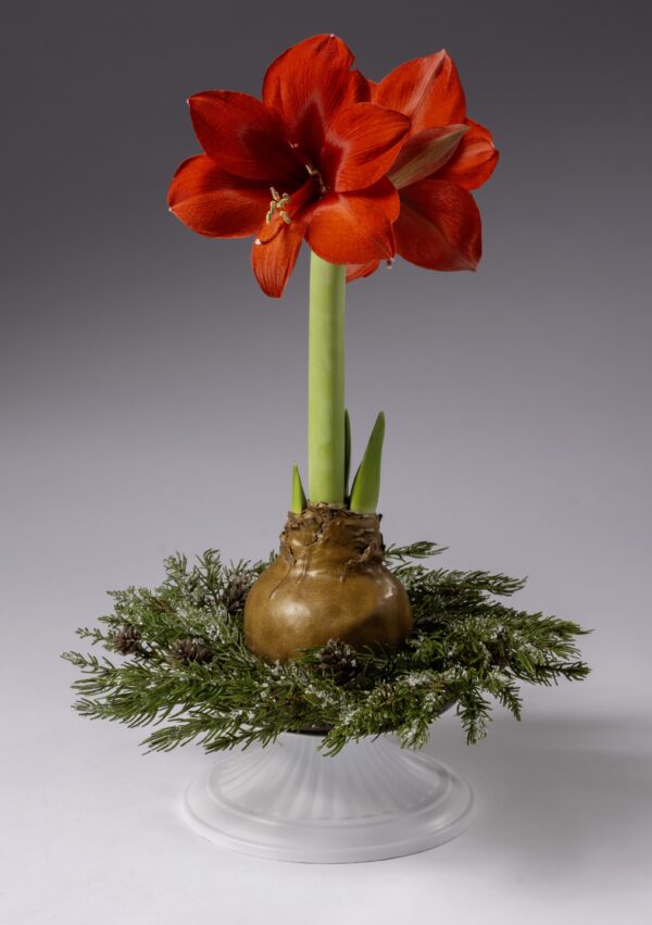 A striking Pinecone Evergreen Waxed Amaryllis Wreath features a red amaryllis flower with green stem, bulb, evergreen sprigs, and pinecones on a white glass pedestal, displayed against a gray background.