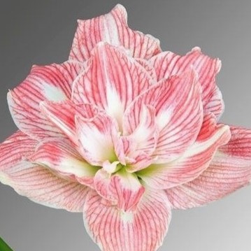 Pretty Nymph Dutch Amaryllis bulbs from Bulb & Blossom will produce multiple stems of large white double blooms with dark pink veining throughout.