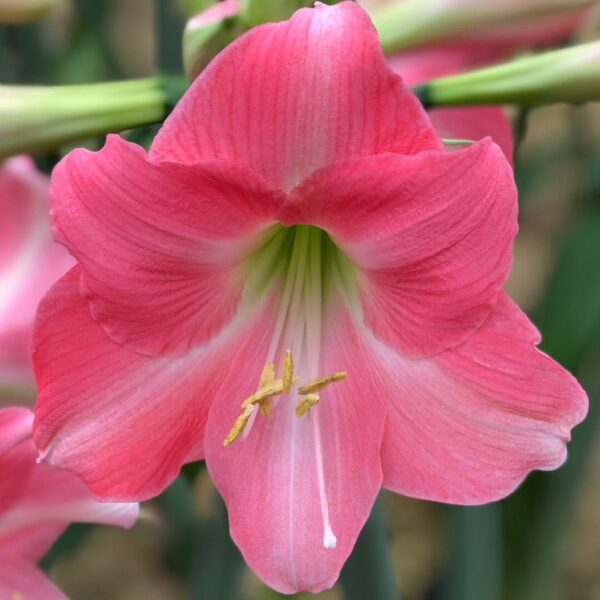 Close-up of the Rebecca Amaryllis in bloom, featuring delicate pink petals, a pale green and white center, and vivid yellow stamens. The softly blurred background highlights green stems.