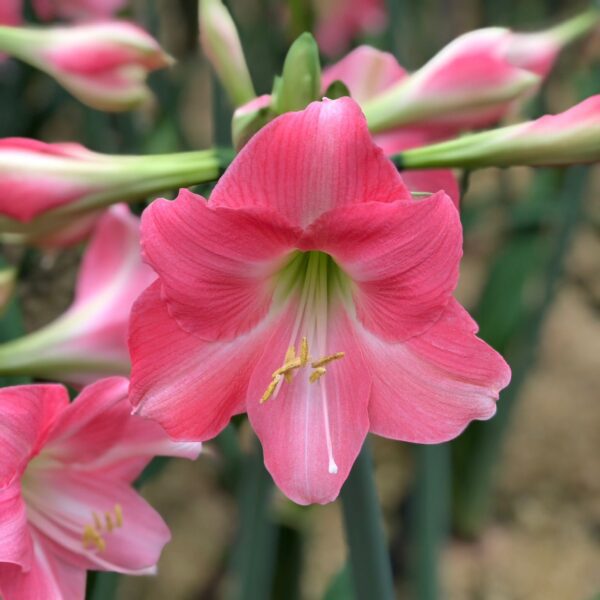 A close-up of the Rebecca Amaryllis in full bloom reveals its pink petals and yellow stamens, set against a softly blurred green background.