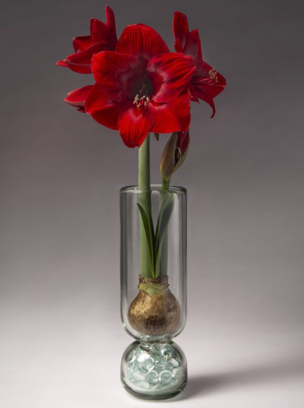 A blooming red amaryllis bulb sits atop glass marbles in a tall, clear Recycled Glass Bulb Forcing Vase, with long green stems and vibrant red flowers rising above. The background is soft gray.