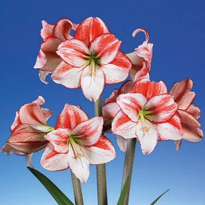 Table Dance amaryllis bulbs from Bulb & Blossom will bear large blooms with vibrant red markings. White flowers are adorned with dappled brushstrokes of red, and red petal edges.