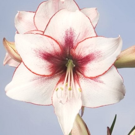 Temptation amaryllis bulbs from Bulb & Blossom will produce at least 2 stalks of large white flowers with red picotee edges and soft brushstrokes of red at their center.