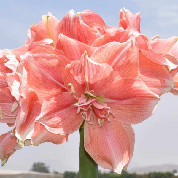 A close-up of the Tika Aurora Amaryllis shows its large pink blooms with multiple petals, set against a blurred outdoor background featuring blue sky and distant hills.