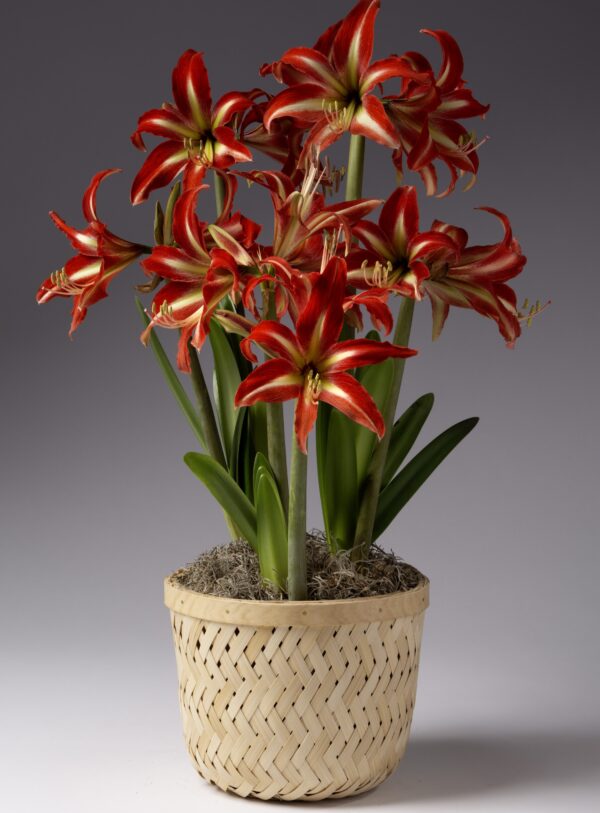 A Diamond Woven Bamboo Wicker Basket holds vibrant red and white striped amaryllis flowers with green leaves and stems, set against a neutral gray background.