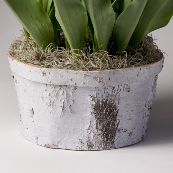 The Natural White Birch Pot Cover 8in has a textured, whitewashed finish, perfect for displaying green leafy plants with a dried moss topping.