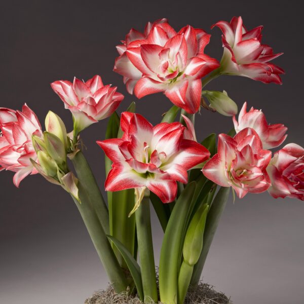 The Blossom Peacock Potted Amaryllis Trio features a cluster of vivid amaryllis flowers, green stems, and leaves, arranged in a pot with moss against a dark gray background.