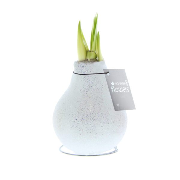 The Champagne Toast Waxed Amaryllis Bulb Trio features three glittery white bulbs with green shoots, each tagged “No Water Flowers,” displayed on metal stands against a white background.