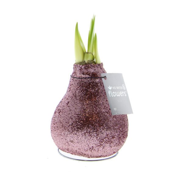 The Champagne Toast Waxed Amaryllis Bulb Trio features pink glitter bulbs with green shoots, each upright on a metal ring and finished with a gray "NO WATER flowers" tag.