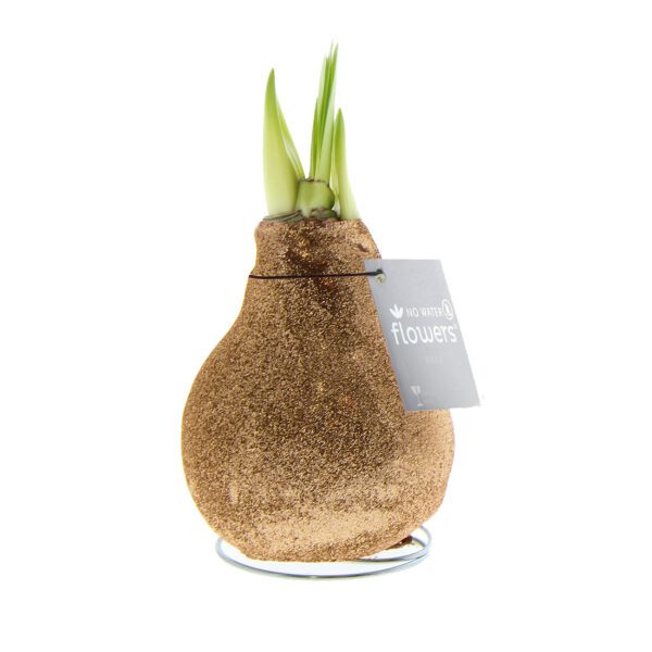 The Champagne Toast Waxed Amaryllis Bulb Trio features brown, glitter-coated, bulb-shaped blooms with green shoots on metal stands, each tagged "no water flowers.